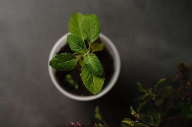 karama ayurvedic clinic