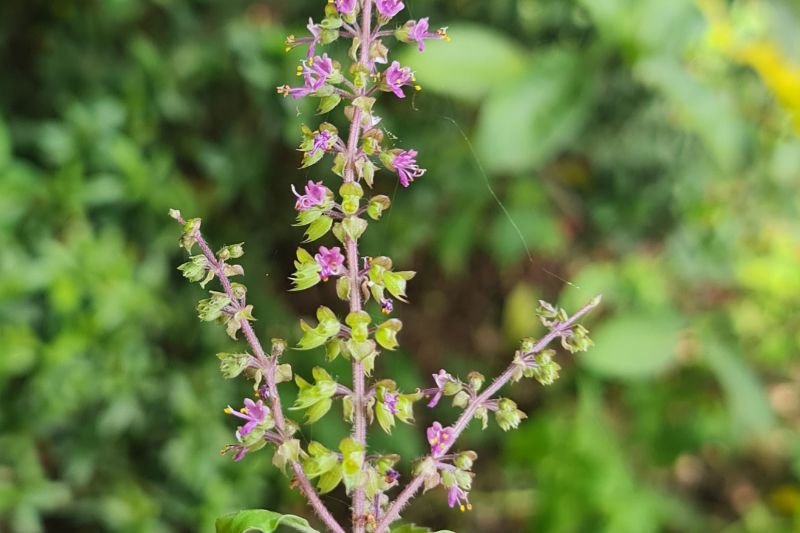 ayurvedic clinic in jumeirah