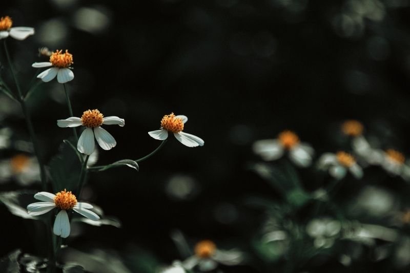 Kerala Ayurveda therapy near Bur Dubai